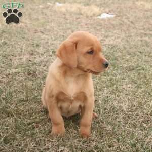 Koda, Fox Red Labrador Retriever Puppy